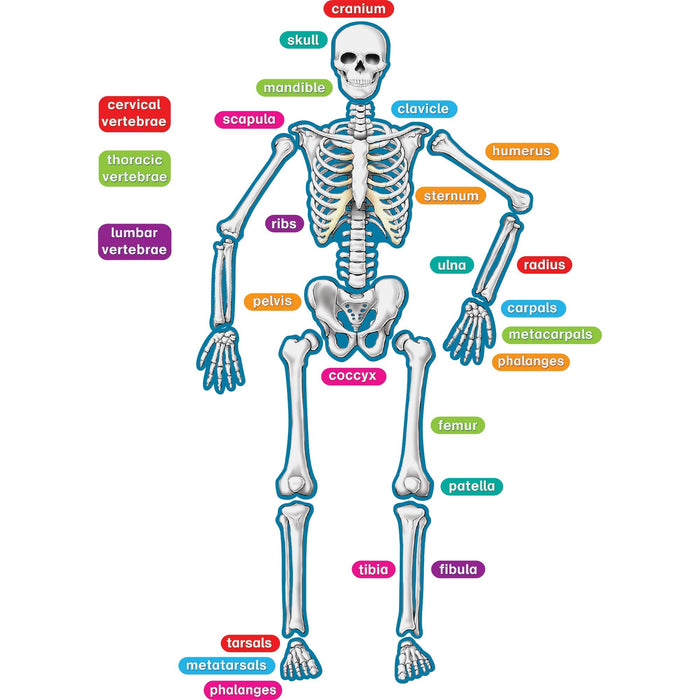 Teacher Created Resources Human Skeleton Accents - TCR77241