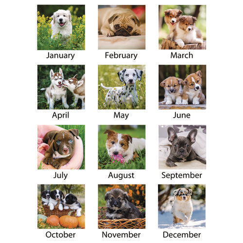 Puppies Monthly Wall Calendar, Puppies Photography, 15.5 X 22.75, White/multicolor Sheets, 12-month (jan To Dec): 2025