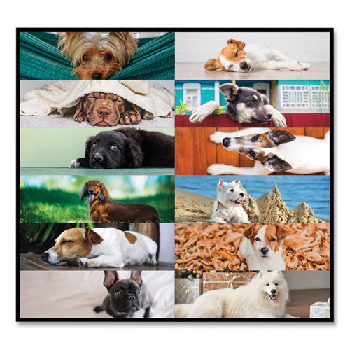 Pets Collection Monthly Desk Pad, Puppies Photography, 22 X 17, Black Binding, Clear Corners, 12-month (jan To Dec): 2025